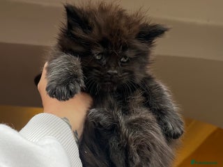 Maine Coon cats Maine coon kittens blue silver smoke rare colours - Advert 3