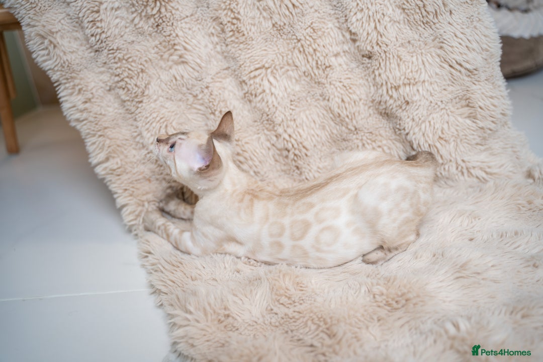 Bengal cats for sale: FRANCO- Snow Bengal Boy- Excellent traits-TICA reg - Advert 4