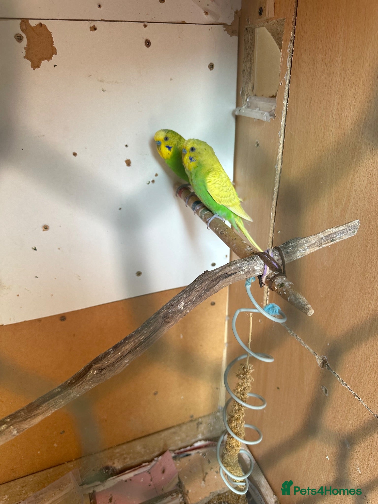 Budgerigars birds Lovely male budgies  - Advert 1