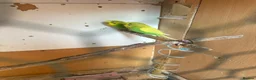 Budgerigars birds for sale: Lovely male budgies  - Advert 1