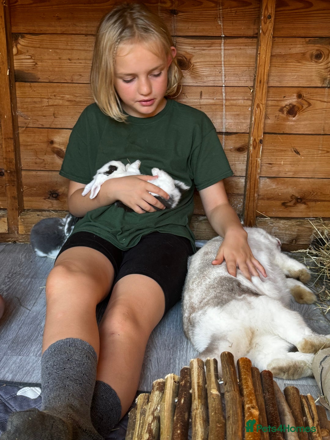 French Lop rabbits for sale: 🩵Stunning litter pure bred blue eye French lops🩵 - Image 2