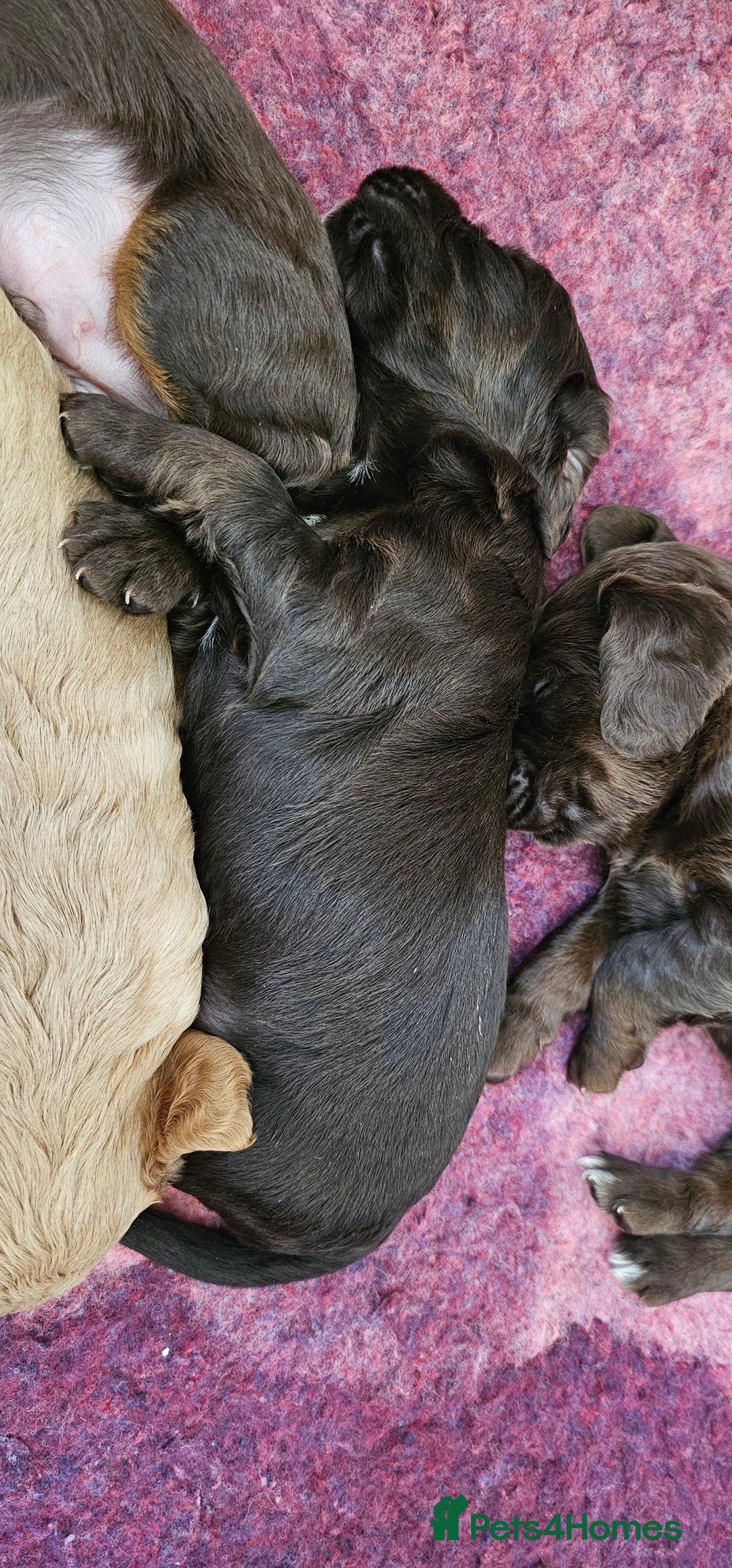 Cocker Spaniel dogs for sale: 8 AMAZING KC REG WORKING COCKER SPANIEL PUPPIES - Image 14