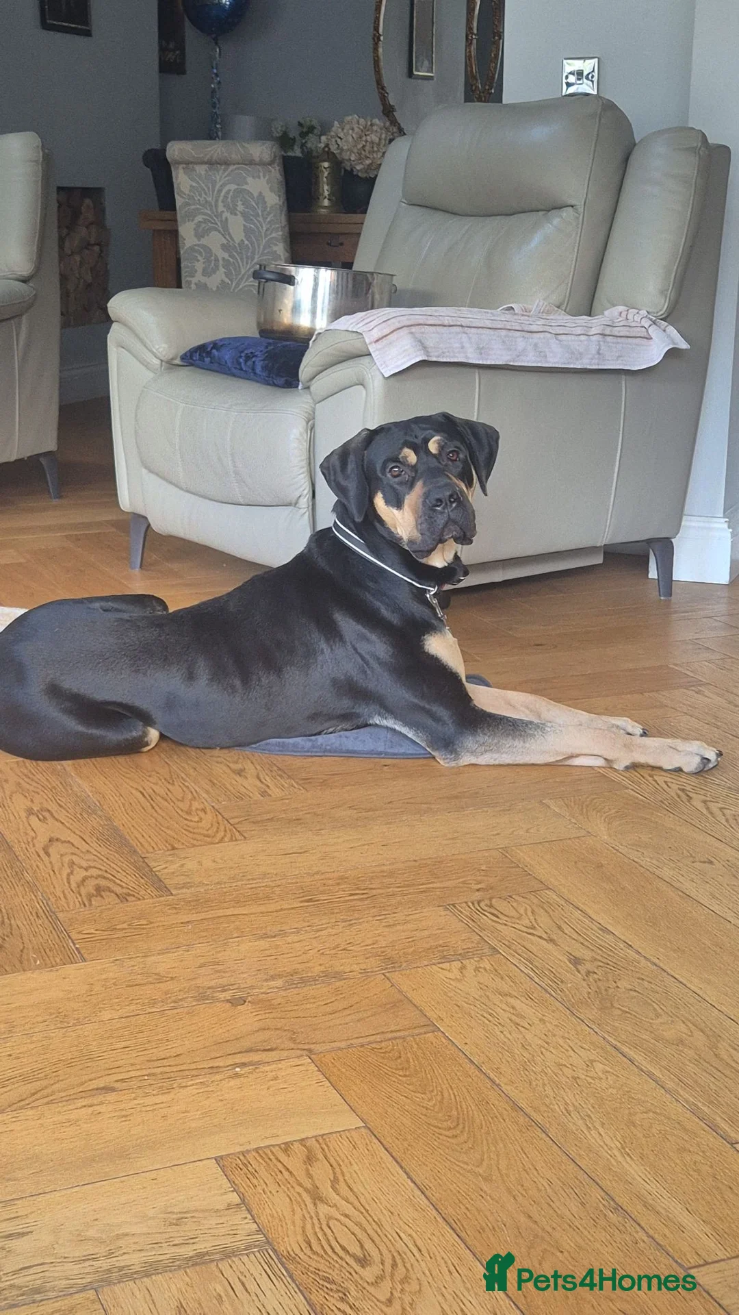 Mixed Breed dogs for sale: Cross breed cane corso,bullmastiff 2 years old - Advert 2