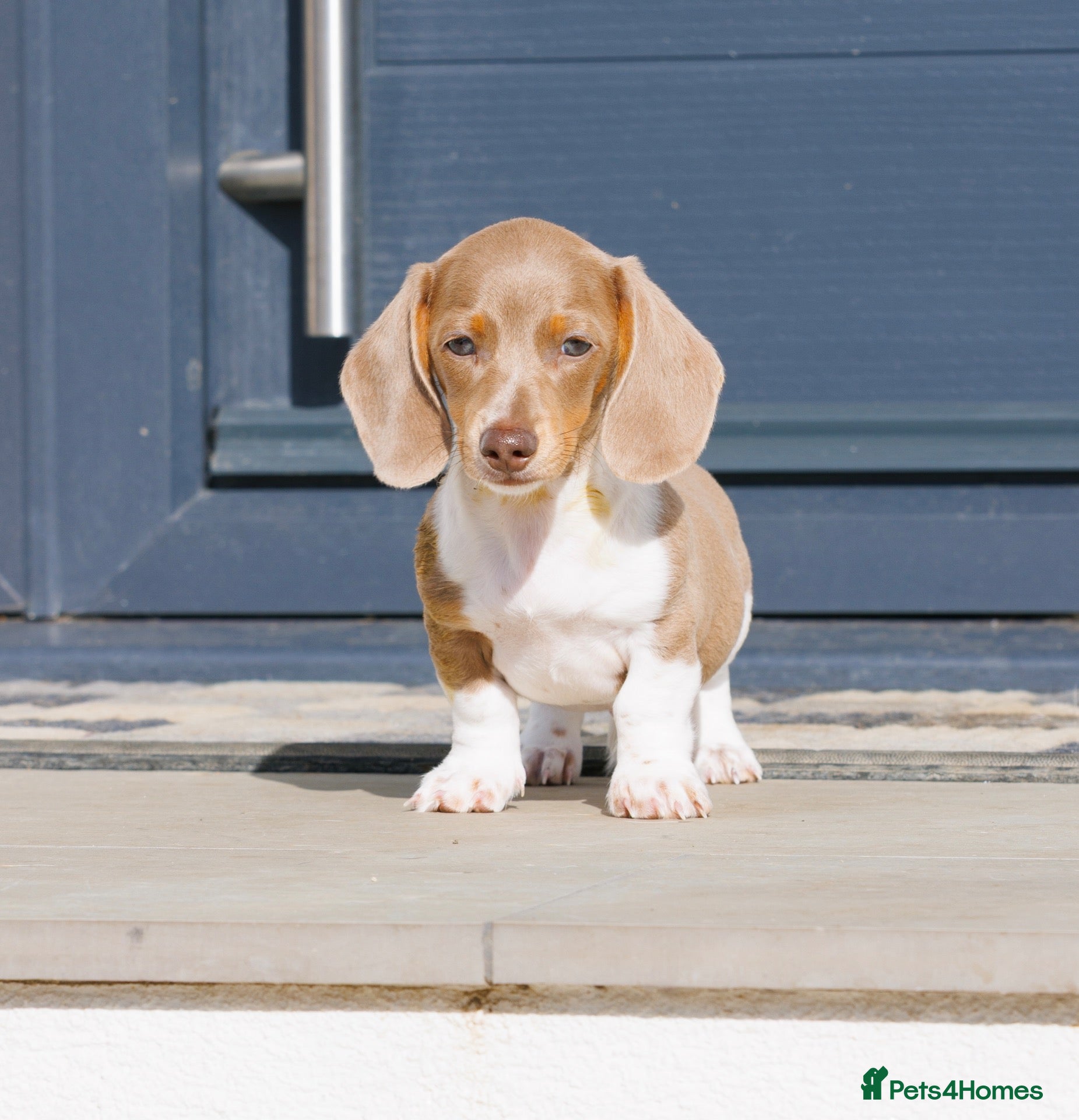 Miniature Dachshund dogs !! REDUCED !! LAST BOY LEFT!! - Advert 14