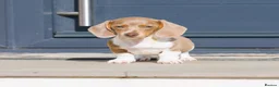 Miniature Dachshund dogs for sale: !! REDUCED !! LAST BOY LEFT!! - Advert 1