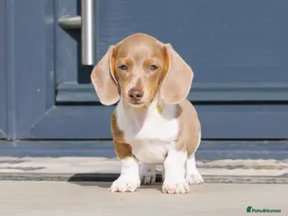 Miniature Dachshund dogs !! REDUCED !! LAST BOY LEFT!! - Advert 14