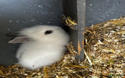 Lionhead rabbits for sale: Baby lion head rabbits for sale - Image 5