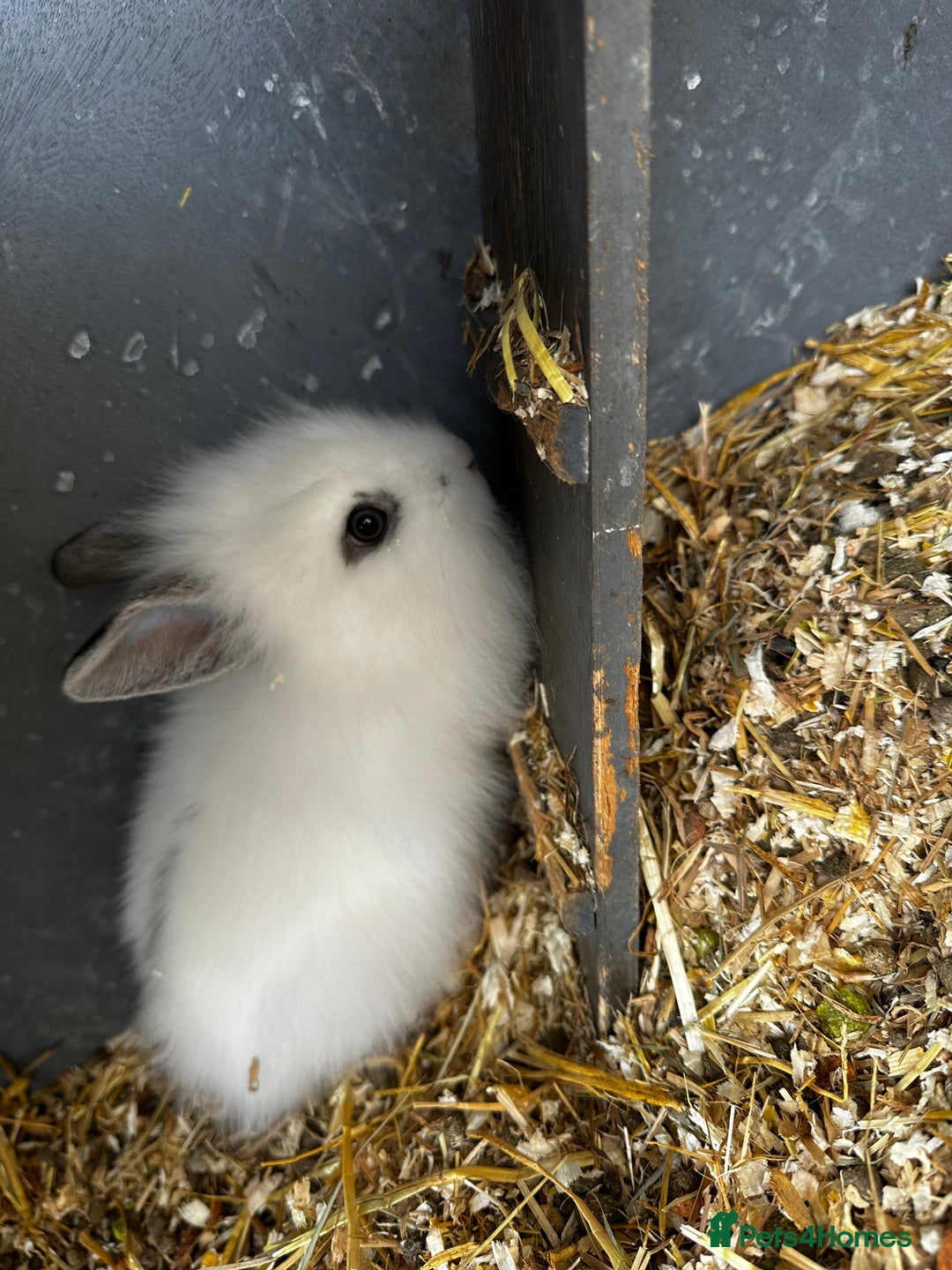 Lionhead rabbits for sale: Baby lion head rabbits for sale - Image 5