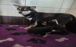 Japanese Shiba Inu dogs for sale: Japanese Shiba Inu - Image 9