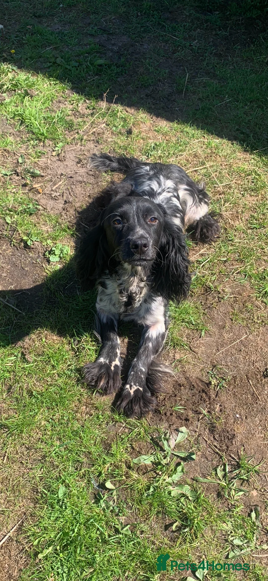 Cocker Spaniel dogs for sale: Blue Roan Cocker Spaniel  in Halifax - Advert 9