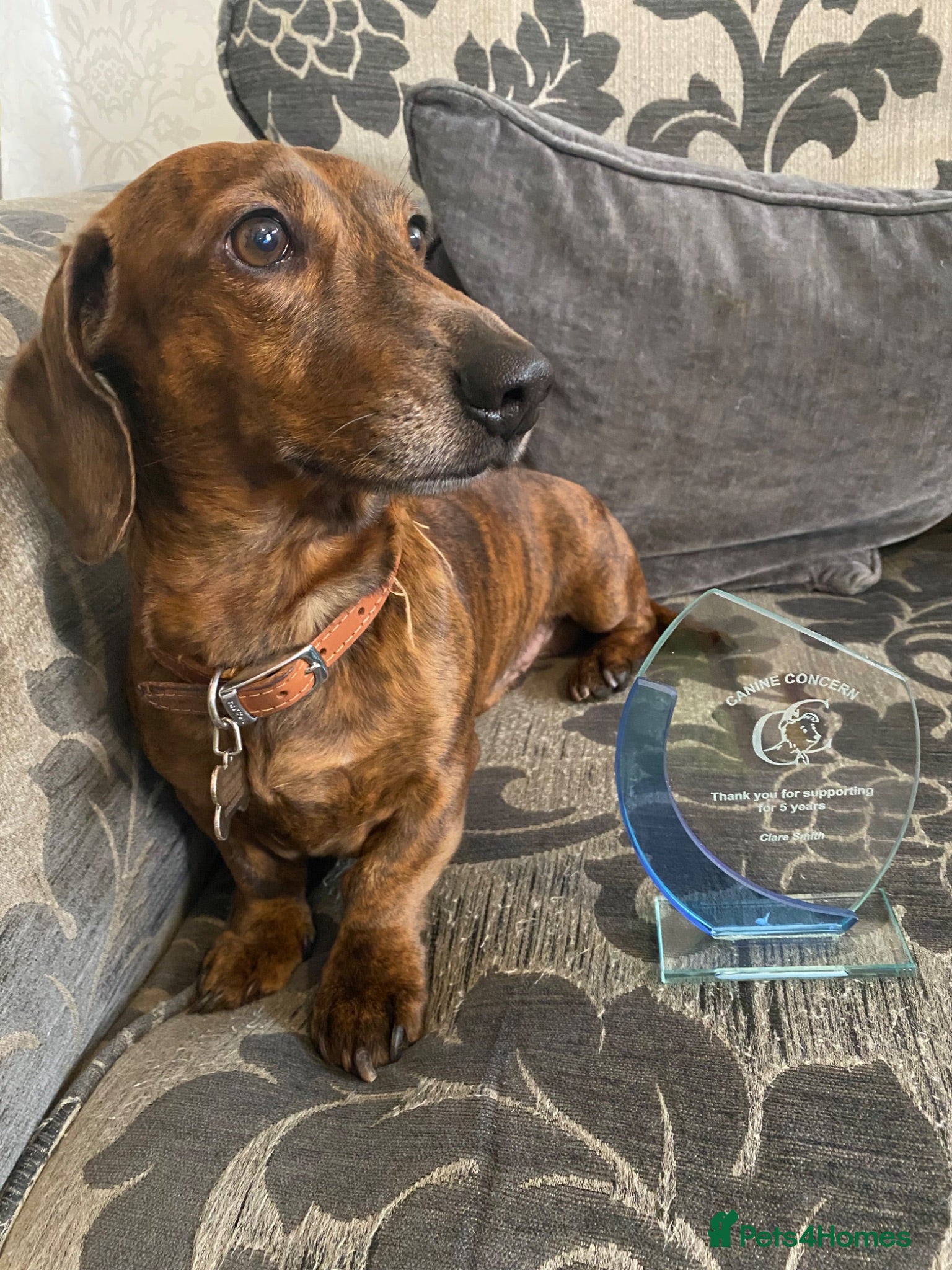 Dachshund dogs Kc reg proven mini dashound stud dog - Advert 5