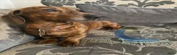 Dachshund dogs for stud: Kc reg proven mini dashound stud dog - Advert 1