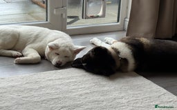 Akita dogs for sale: 2 Akita puppies 1 female 1 male  - Image 23
