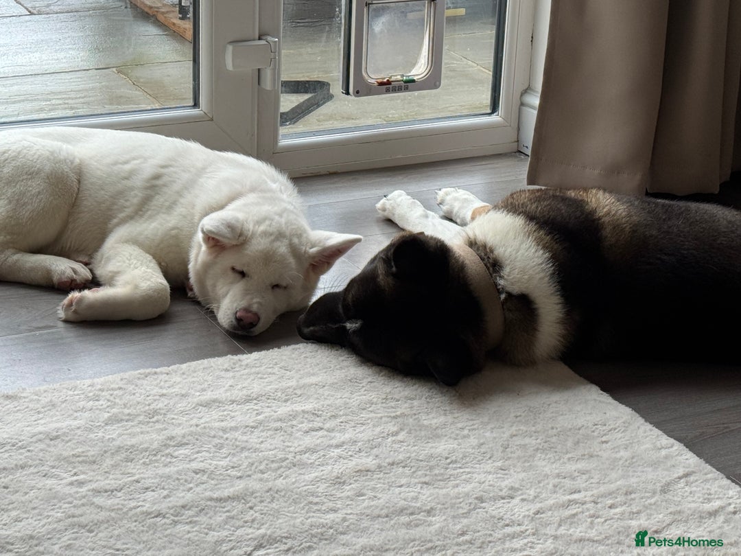 Akita dogs for sale: 2 Akita puppies 1 female 1 male  - Image 23