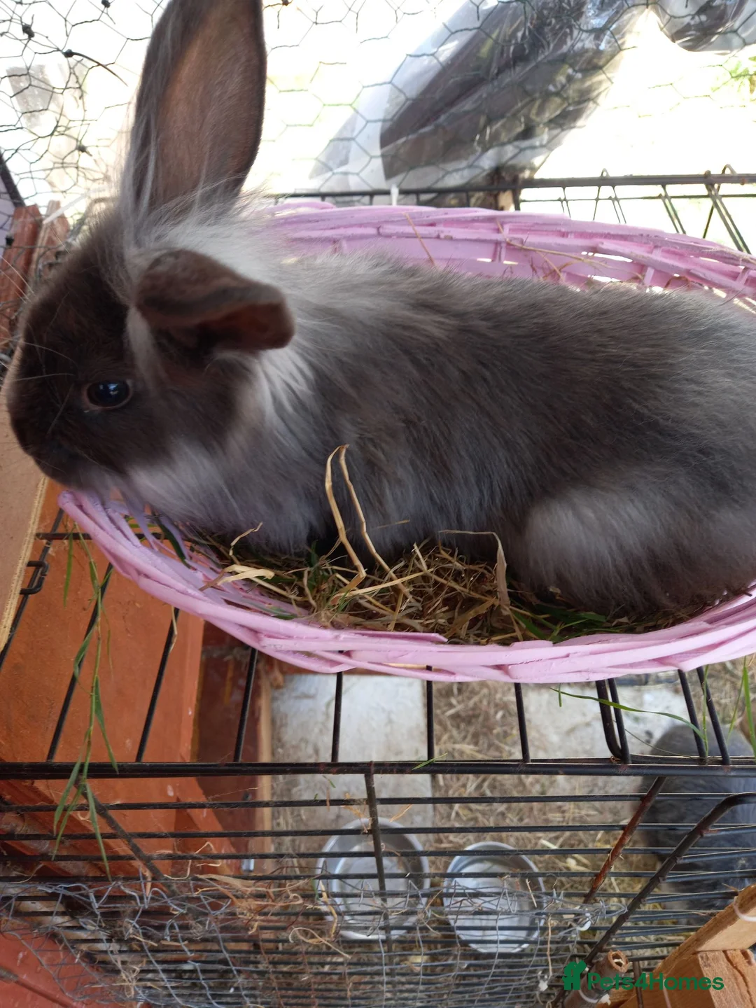 Lionhead rabbits for sale: Lion head lops and lops in Plymouth - Advert 2