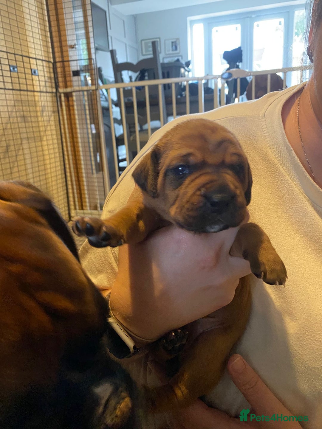 Mixed Breed dogs for sale: Boxsla (Boxer/Vizsla)  - Image 11