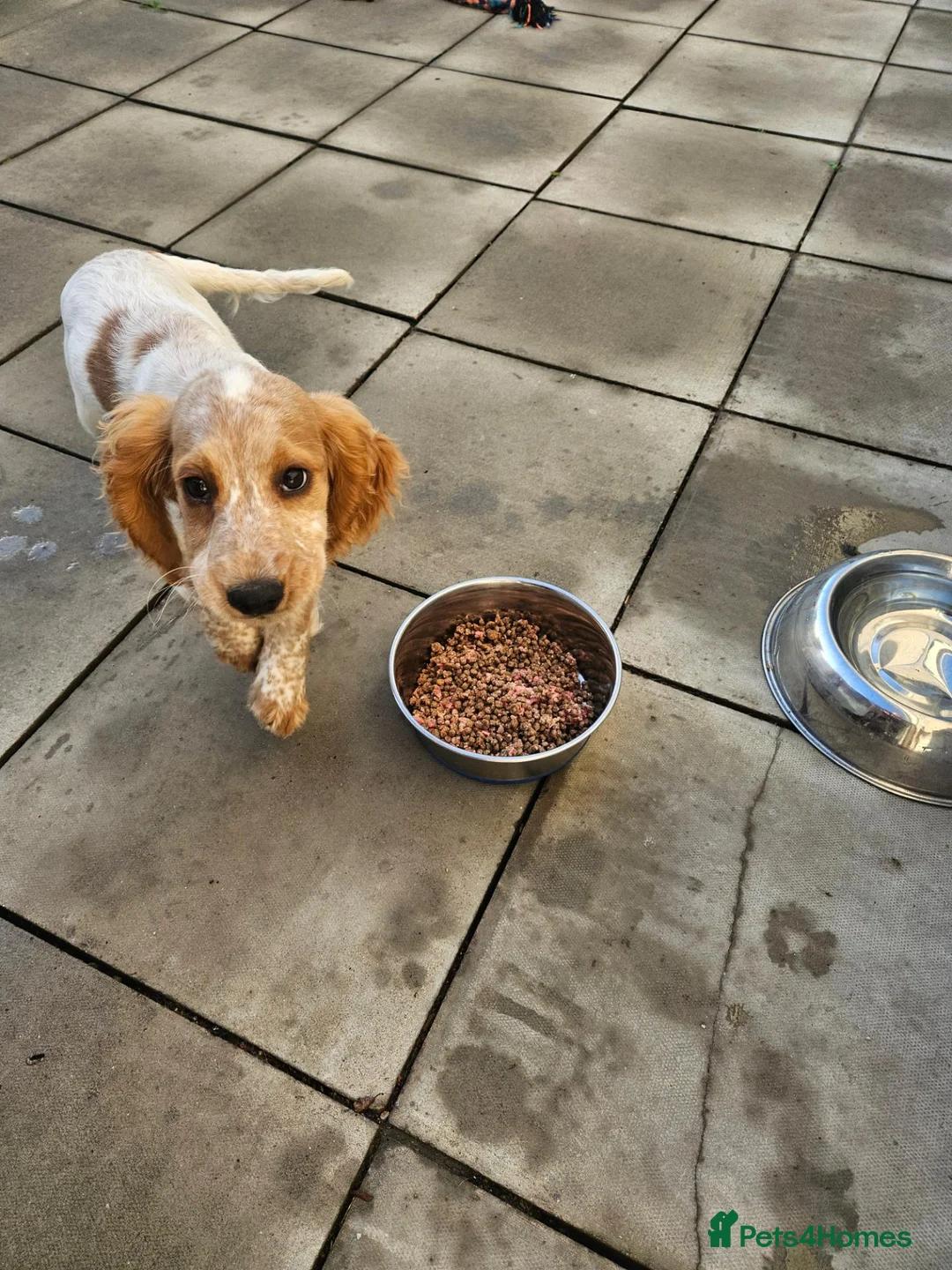 Cocker Spaniel dogs for sale: Cocker spaniel puppy  in Goole - Advert 2