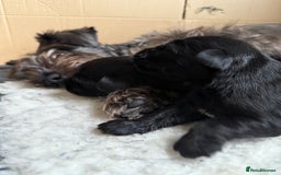 Miniature Schnauzer dogs for sale: Stunning pure black miniature schnauzer puppy - Image 16