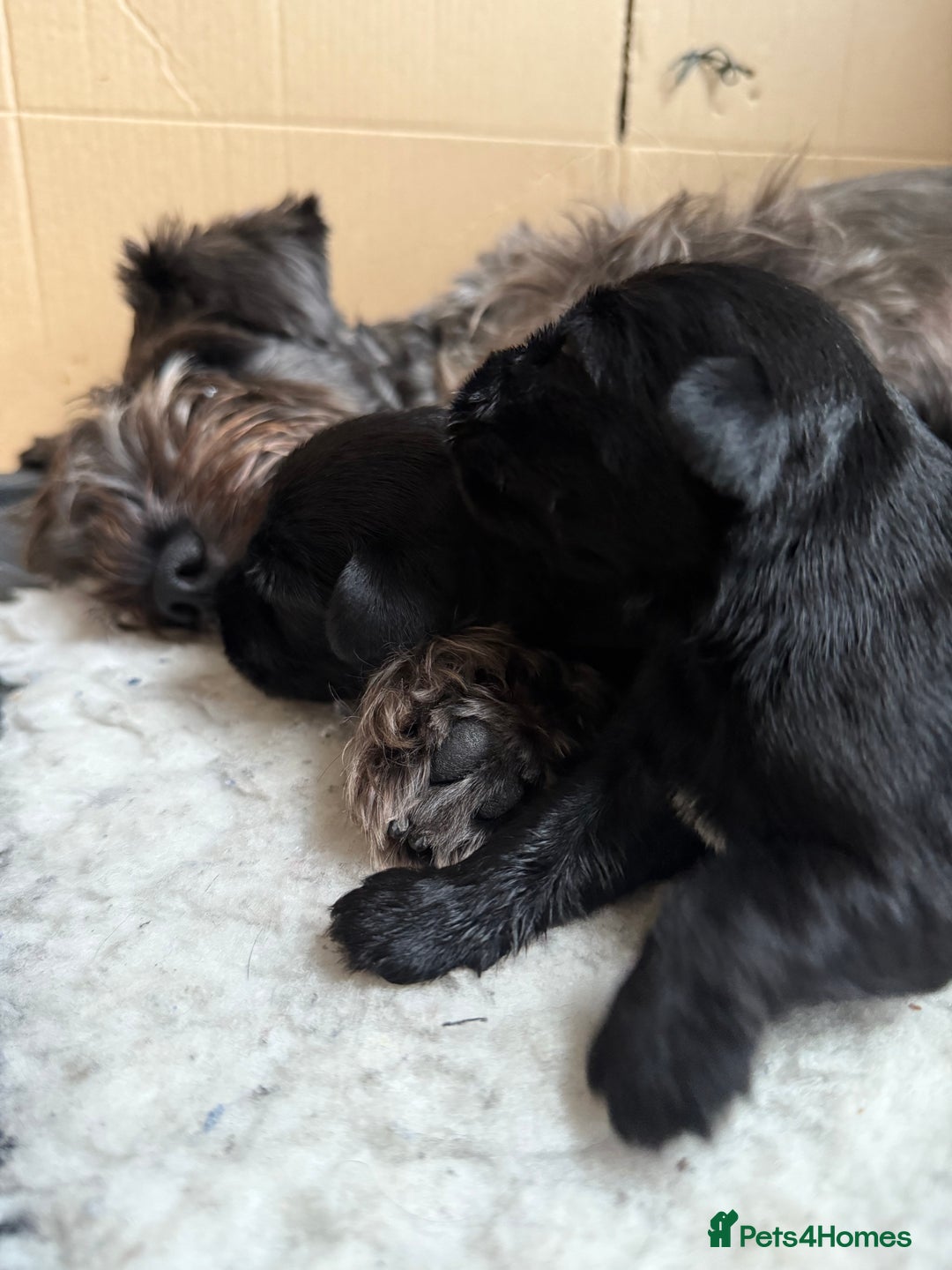 Miniature Schnauzer dogs for sale: Stunning pure black miniature schnauzer puppy - Image 16