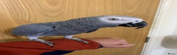 Parrots birds for sale: Tame African grey parrot set up - Advert 4