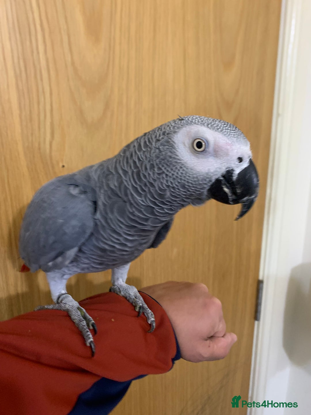 Parrots birds for sale: Tame African grey parrot set up - Advert 4