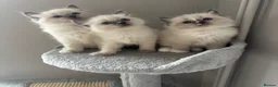 Ragdoll cats for sale: AMAZING PEDIGREE RAGDOLL KITTENS  - Advert 8