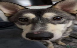 Pomsky dogs for sale: Pomsky make - Image 2