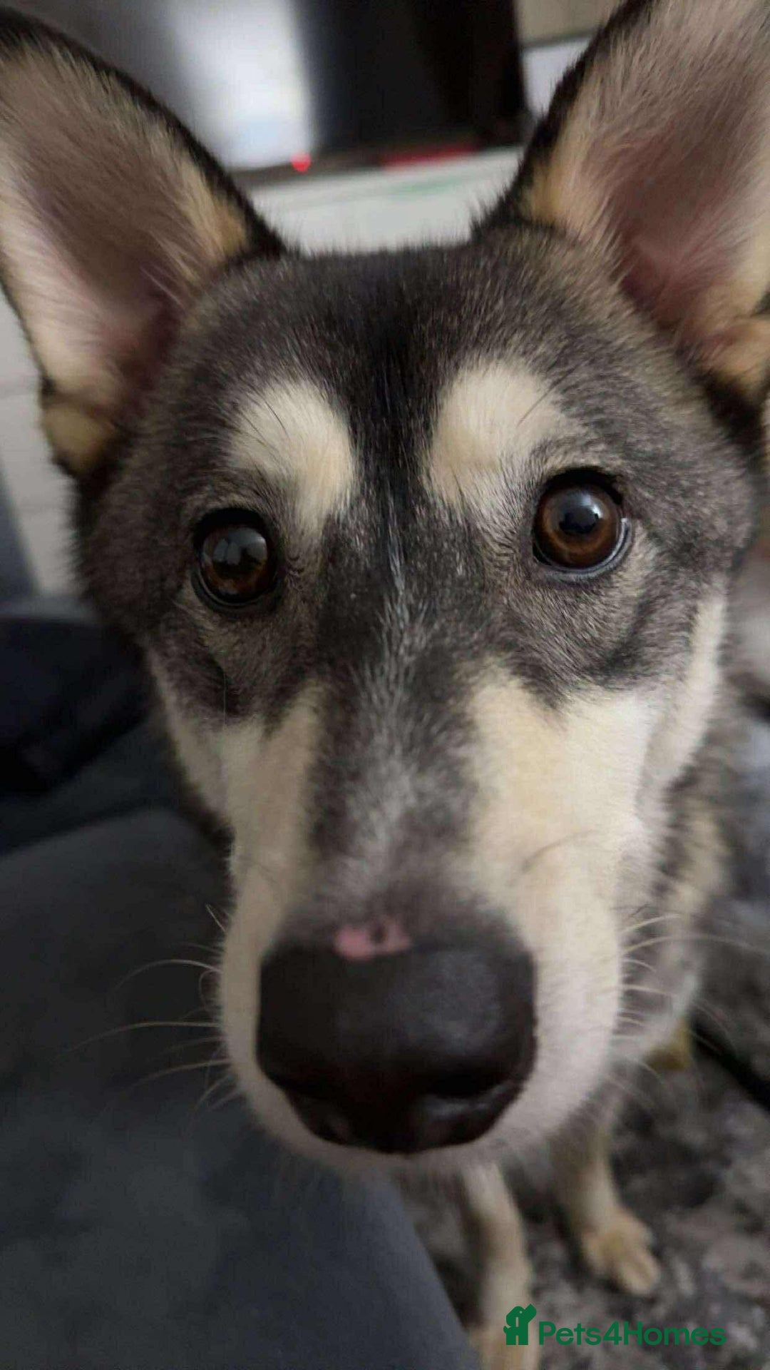 Pomsky dogs for sale: Pomsky make - Image 2