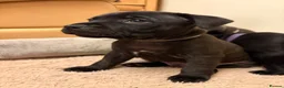 Staffordshire Bull Terrier dogs for sale: KC Reg/DNA Clear Brindle Staffordshire Puppies. - Advert 19