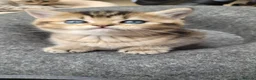 Scottish Fold cats for sale: Scottish fold  - Advert 31