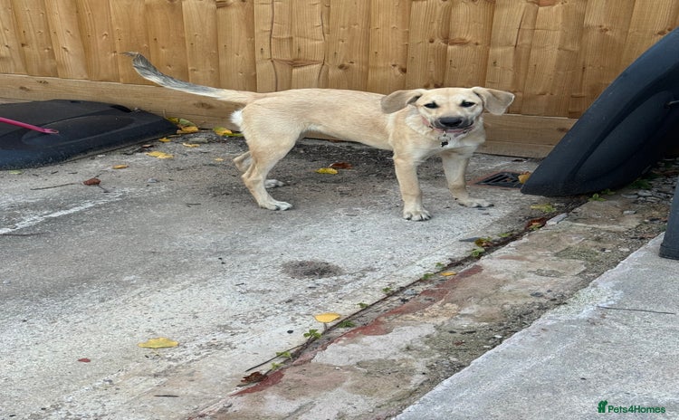 Mixed Breed dogs - Advert 15