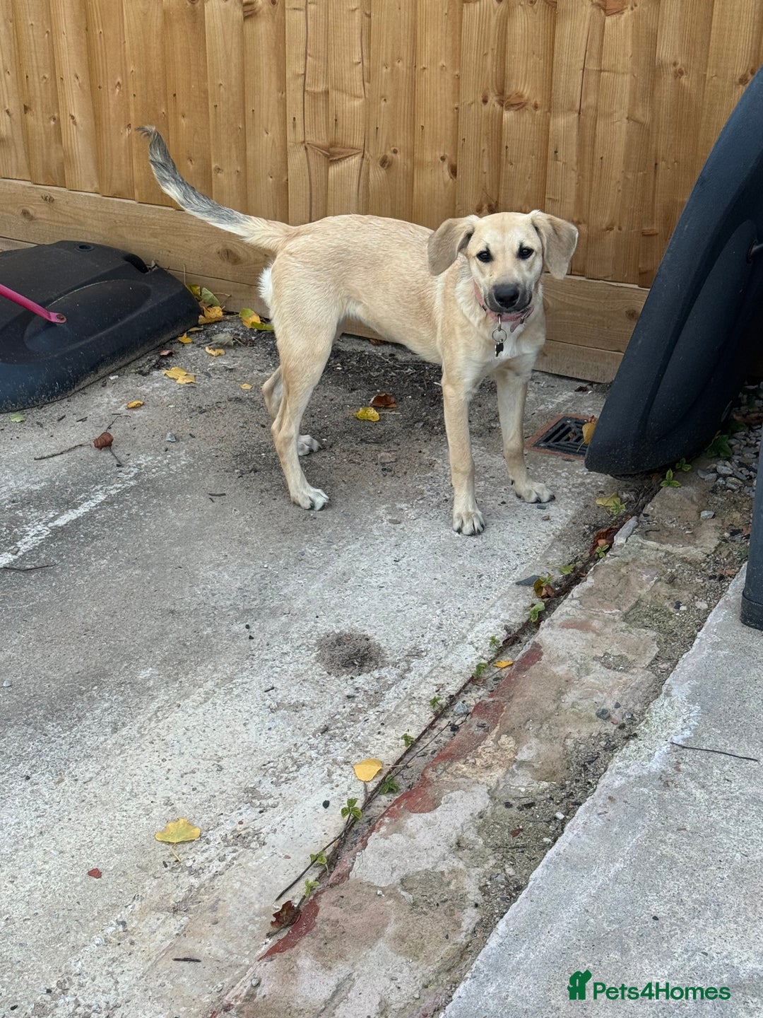 Mixed Breed dogs for sale: Playful 7 Month Pup Looking for Her Forever Home - Image 1