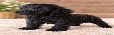 Cockapoo 6