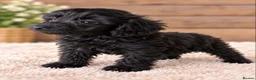 Cockapoo dogs for sale: STUNNING COCKAPOO PUPPIES - Advert 2