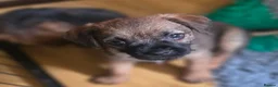 Border Terrier dogs for sale: KC Registered Border Terrier males  ready now  - Advert 32
