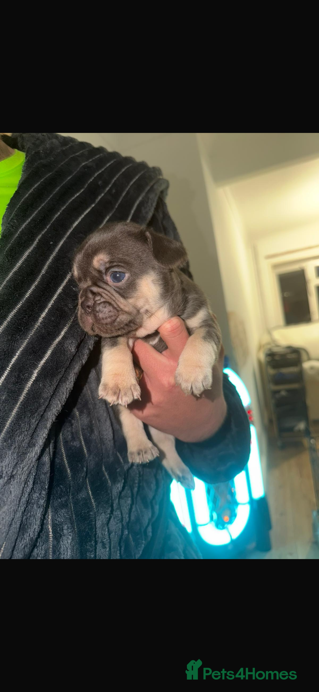 French Bulldog dogs for sale: 5 beautiful French bulldog puppies for sale 😍 - Advert 8