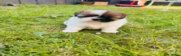 Shih Tzu dogs for sale: Beautiful imperial shih - tzu puppies  in Hatfield - Advert 3