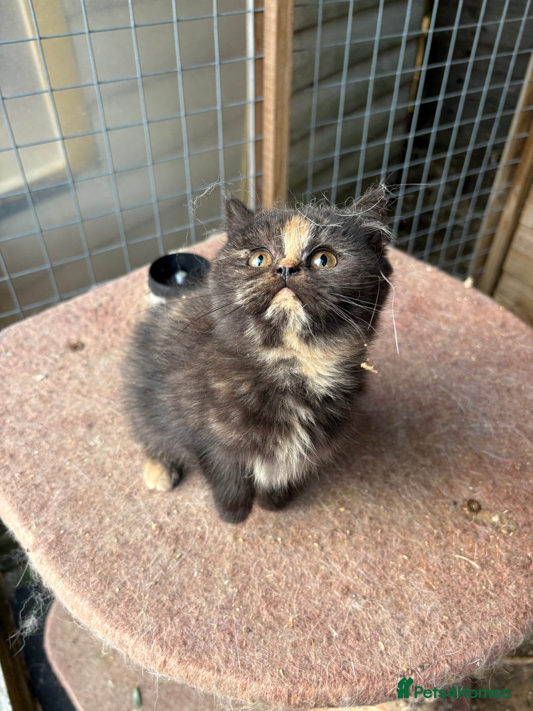 British Shorthair cats for sale: British Shorthair kittens - Image 9