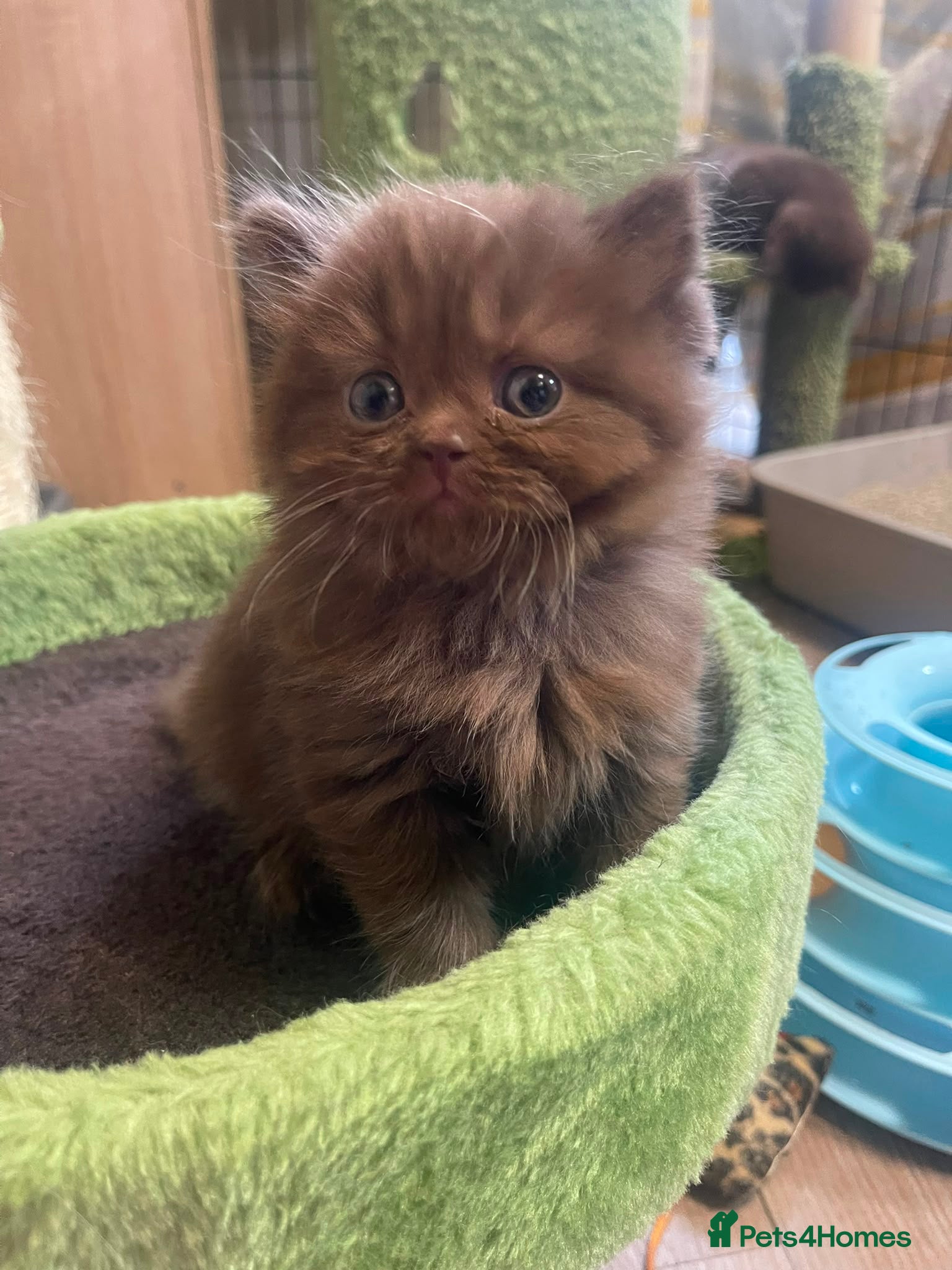 British Shorthair cats Chocolate  longhaired female kitten - Advert 1