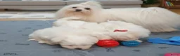 Maltese dogs for sale: Adorable Korean Matlese Puppies - Advert 3