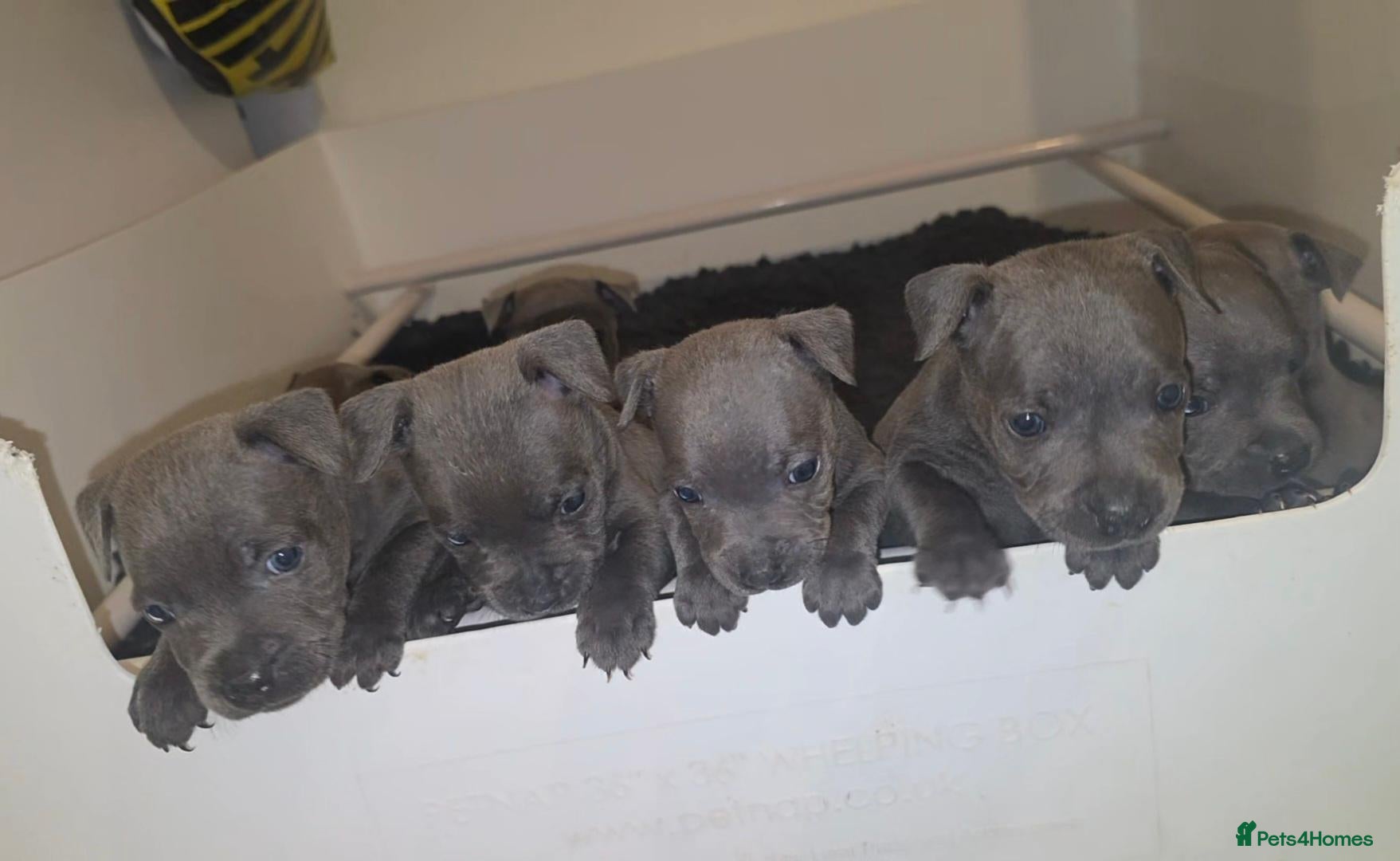 Staffordshire Bull Terrier dogs Staffy pups (kc reg)  - Advert 13
