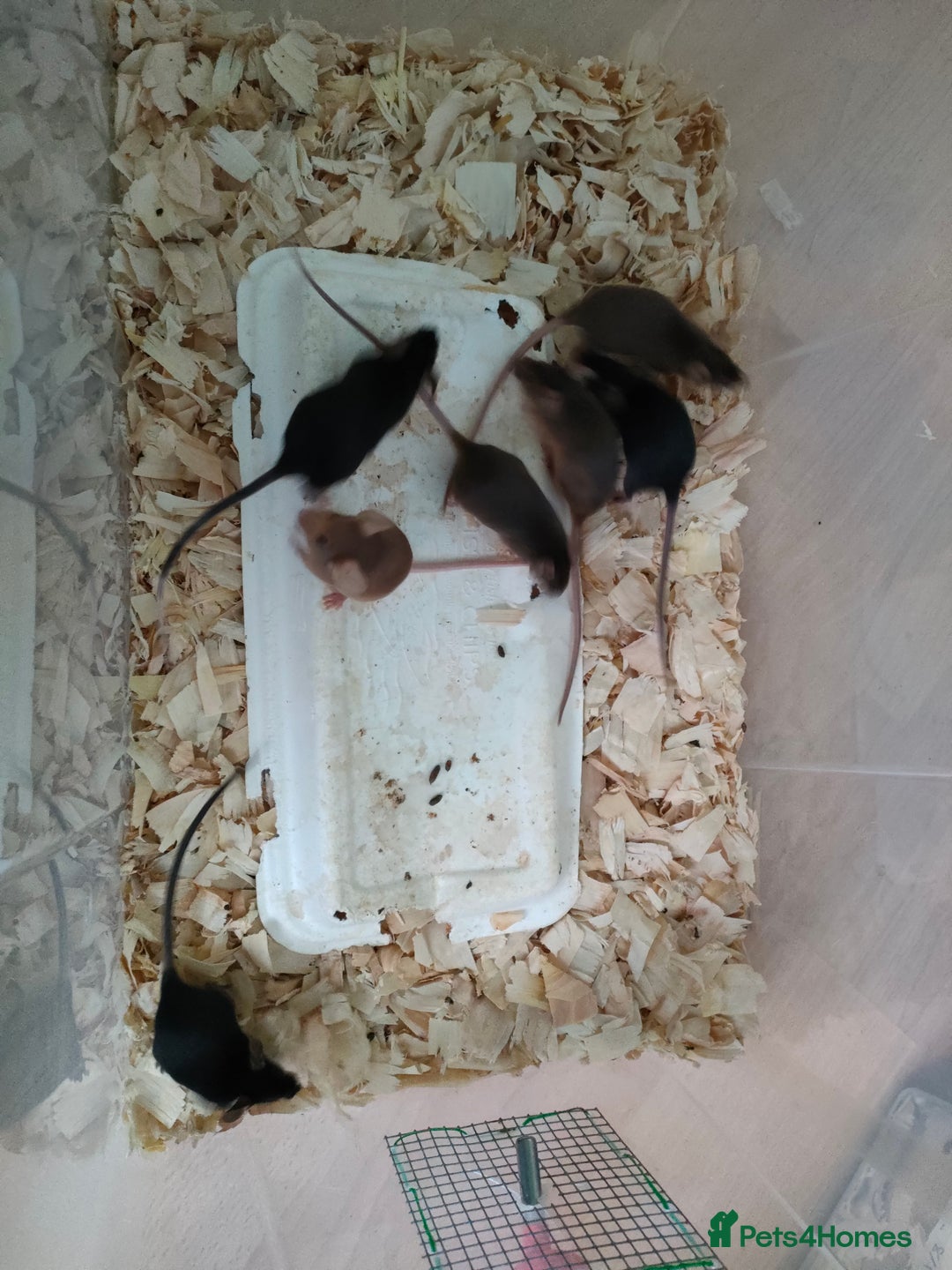 Mouse rodents for sale: Fancy mice - Advert 2