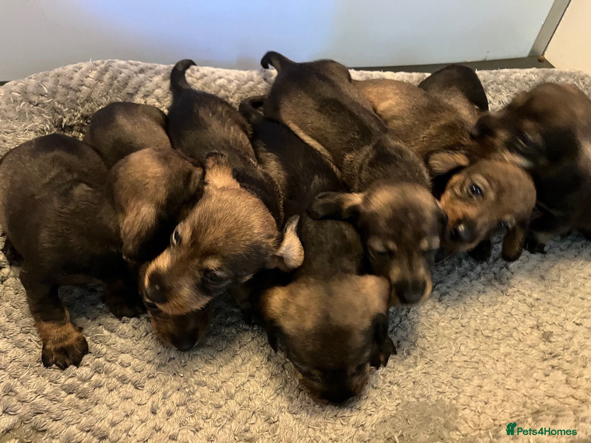 Dachshund dogs Kennel Club Reg Wiredhaired Dachshund Puppies - Advert 2
