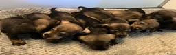 Dachshund dogs for sale: Kennel Club Reg Wiredhaired Dachshund Puppies - Advert 2