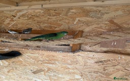 Parakeets birds for sale: Green linnie parakeet - Image 3