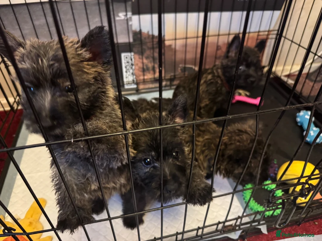 Mixed Breed dogs for sale: Cairland Terrier  Westie x Cairn Terrier Hybrid  - Advert 1