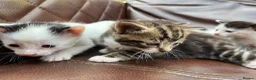 Mixed Breed cats for sale: 4 black and white kittens for sale  - Advert 8
