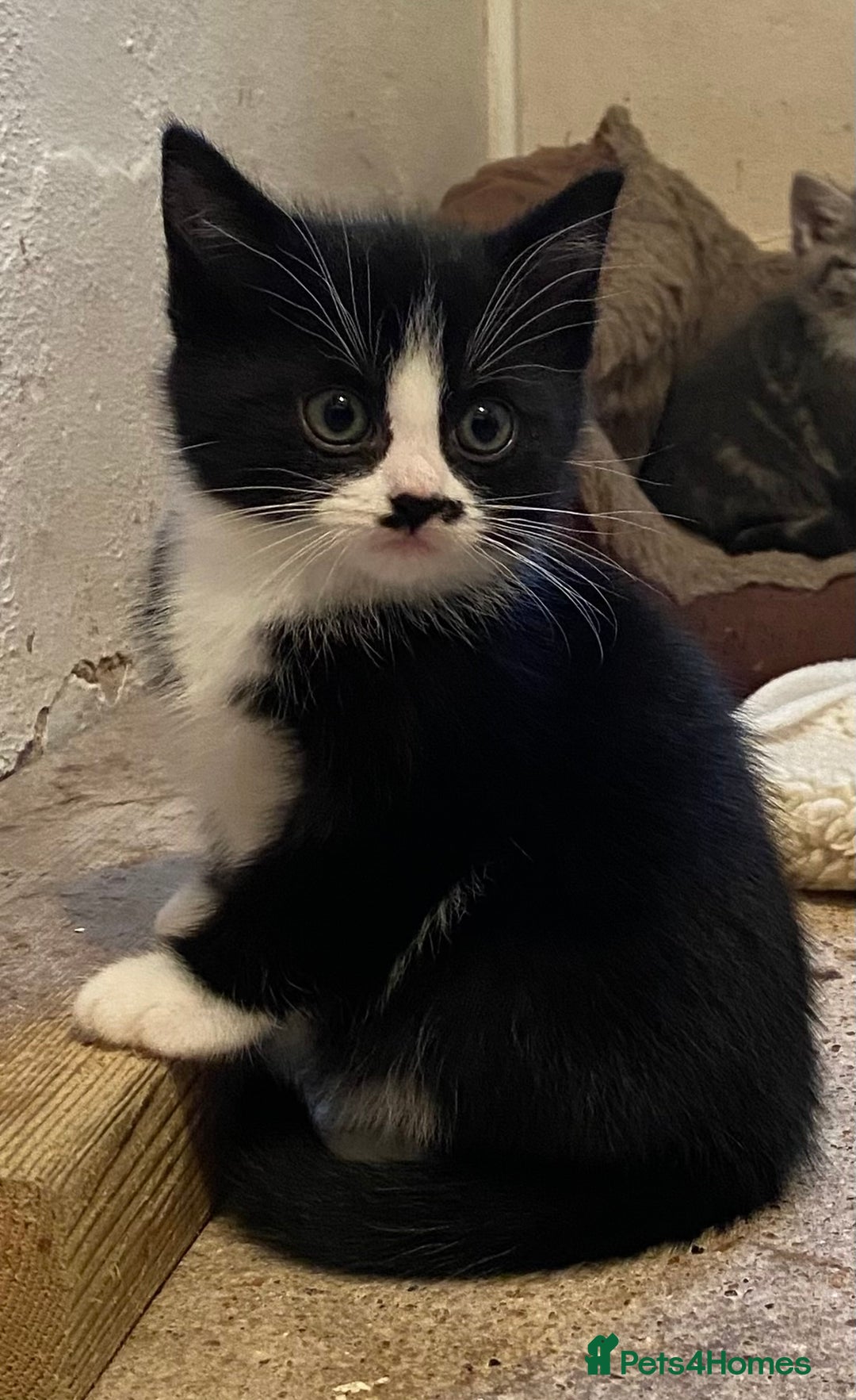 Mixed Breed cats for sale: Stunning part Siamese kittens ready now - Advert 12