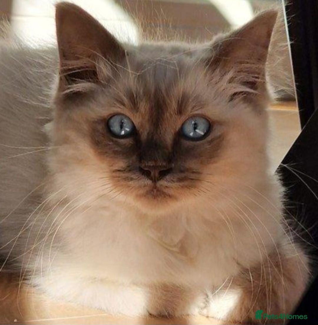 Ragdoll cats Ragdoll Kittens Ready Now - Advert 1