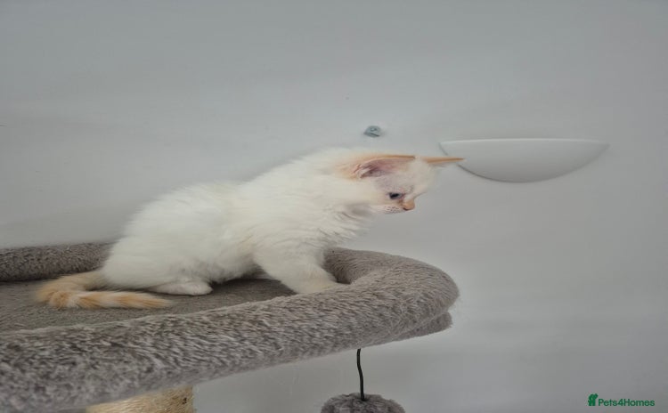 Ragdoll cats 2 pure flame point ragdolls - Advert 12